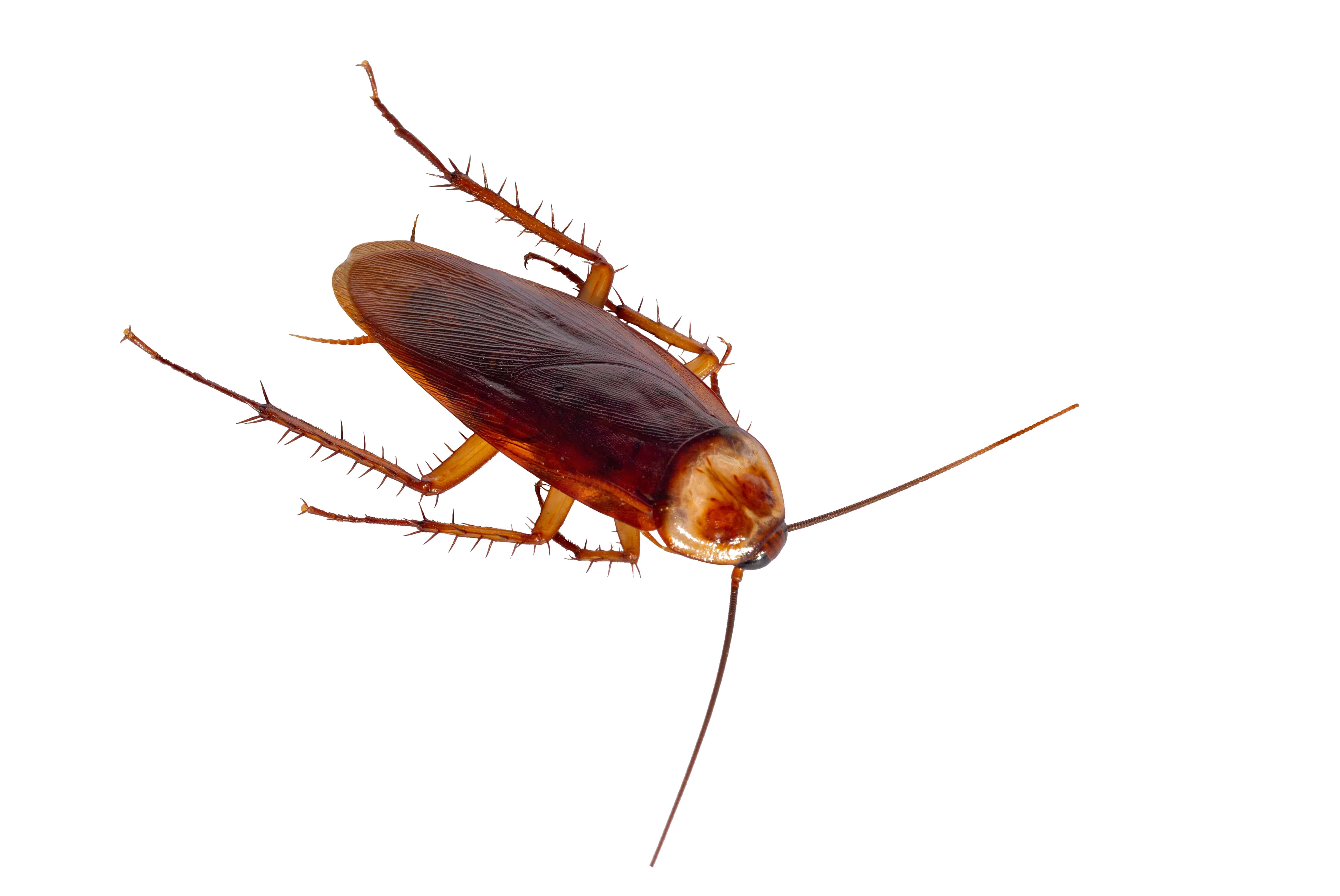 Pest Control