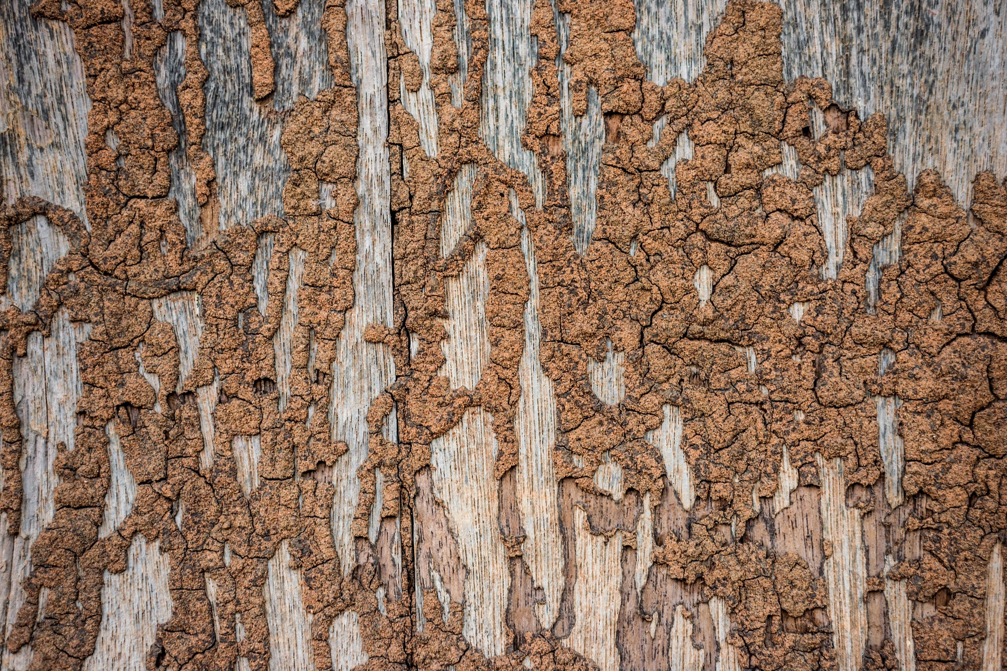 Termite Control