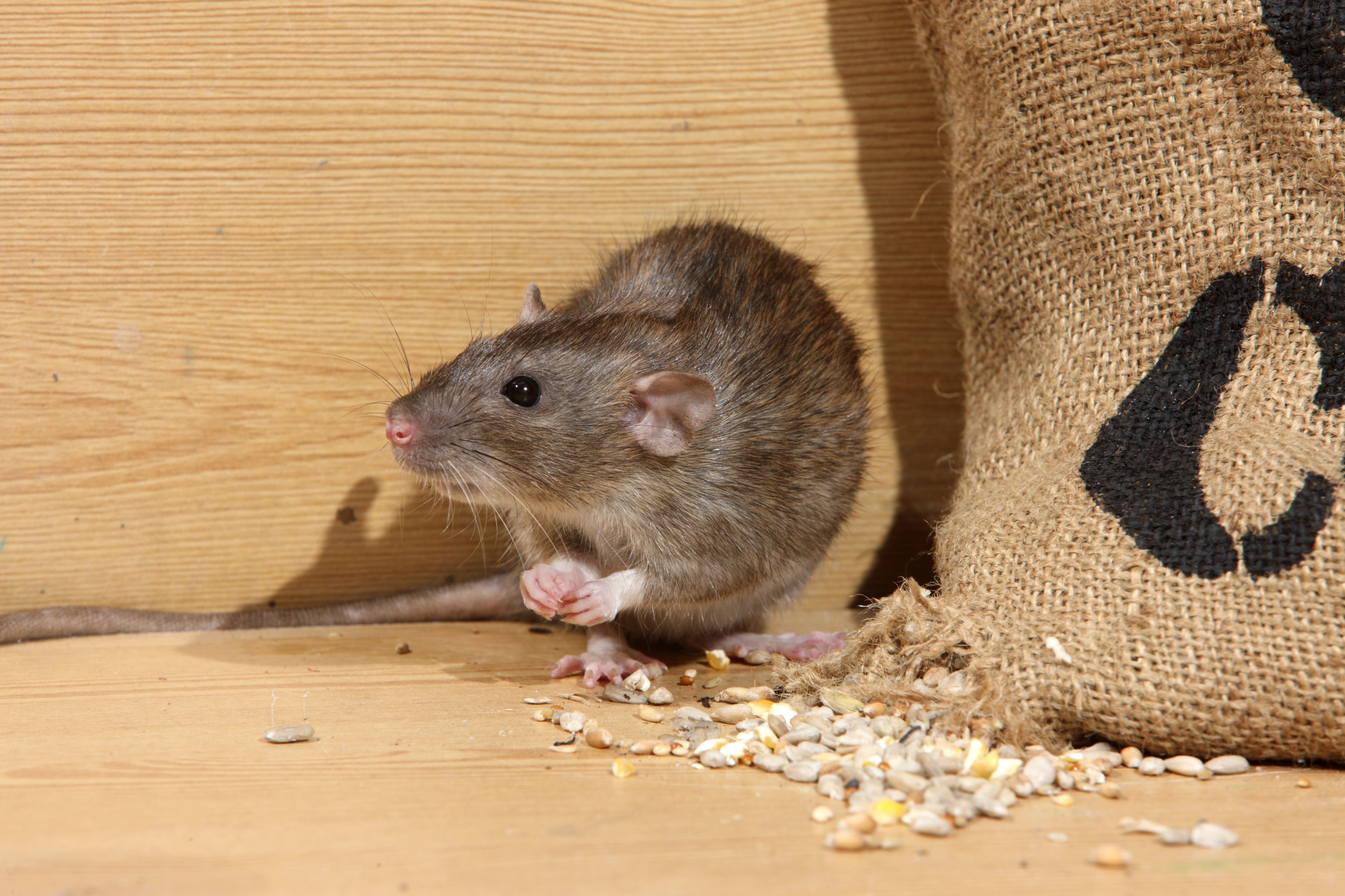 Rodent Control