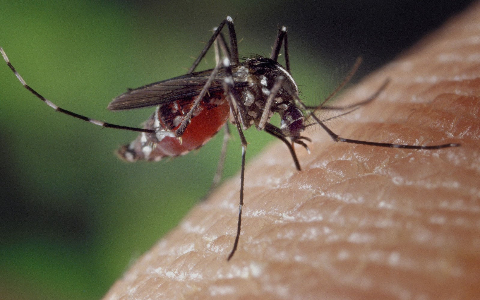 Mosquito Control